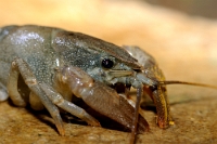 48244 Austropotamobius pallipes (Gambero di fiume)